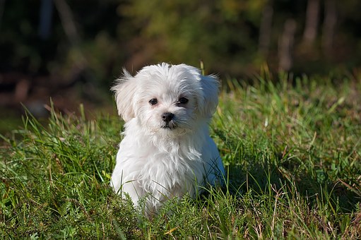 Tages des Hundes im Wildpark Gackenbach