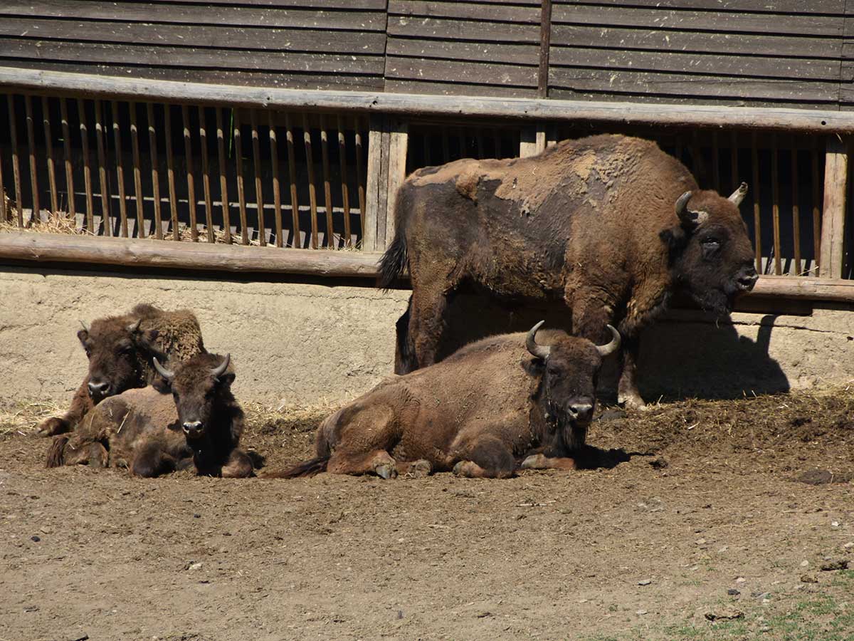 Wildpark Gackenbach freut sich ber Wisent-Baby