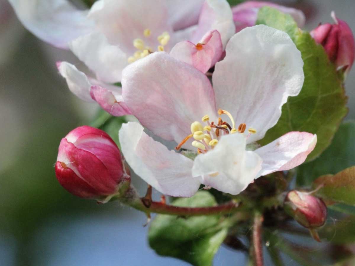 Die Holzapfelblte im Schimmelsbachtal. (Foto: Naturschutzgruppe Herschbach)