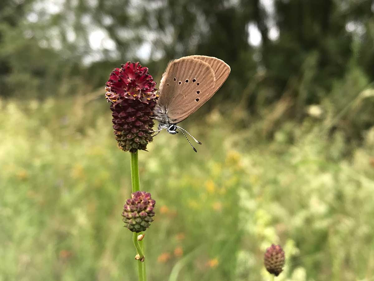 NABU Hundsangen und Stiftung Natur und Umwelt wollen Schmetterlinge retten