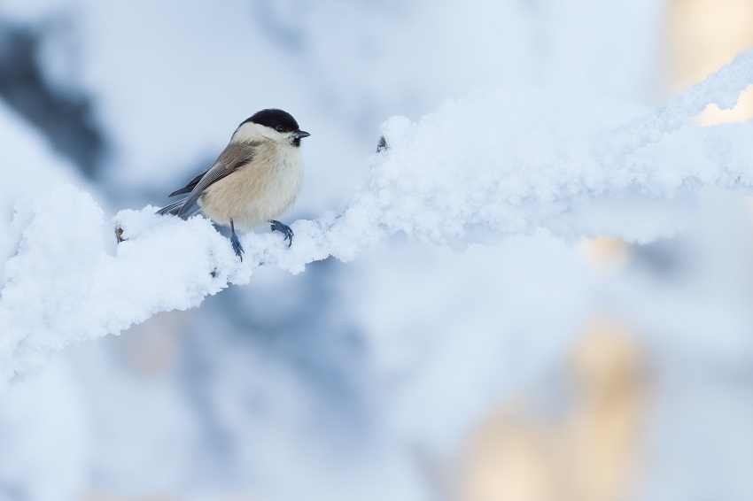 Milder Winter beschert oft weniger Gste am Futterhaus