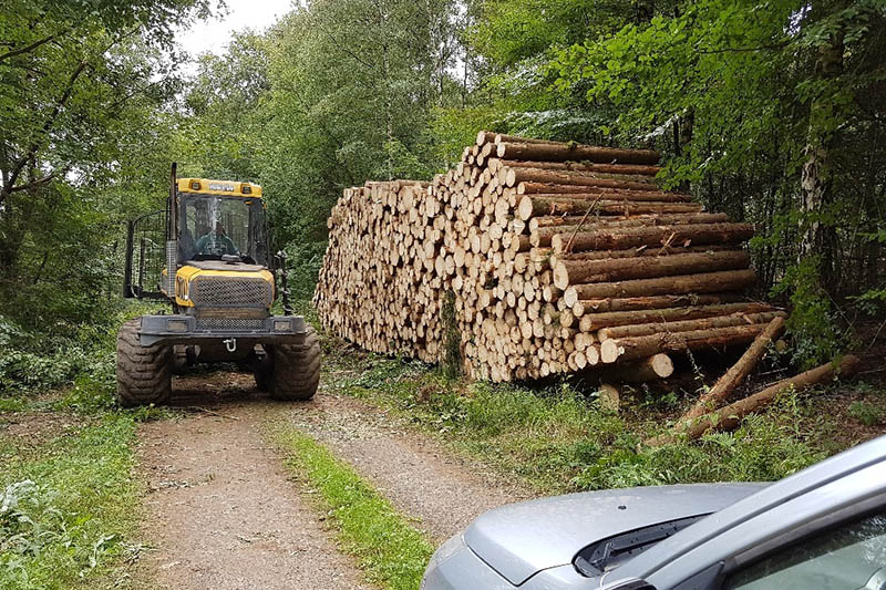 Ein frisch gerckter Holzpolter mit Nadelholz-Abschnitten. Allerdings gibt es auch kleine Mengen fr Endverbraucher. Foto: Frank Krause