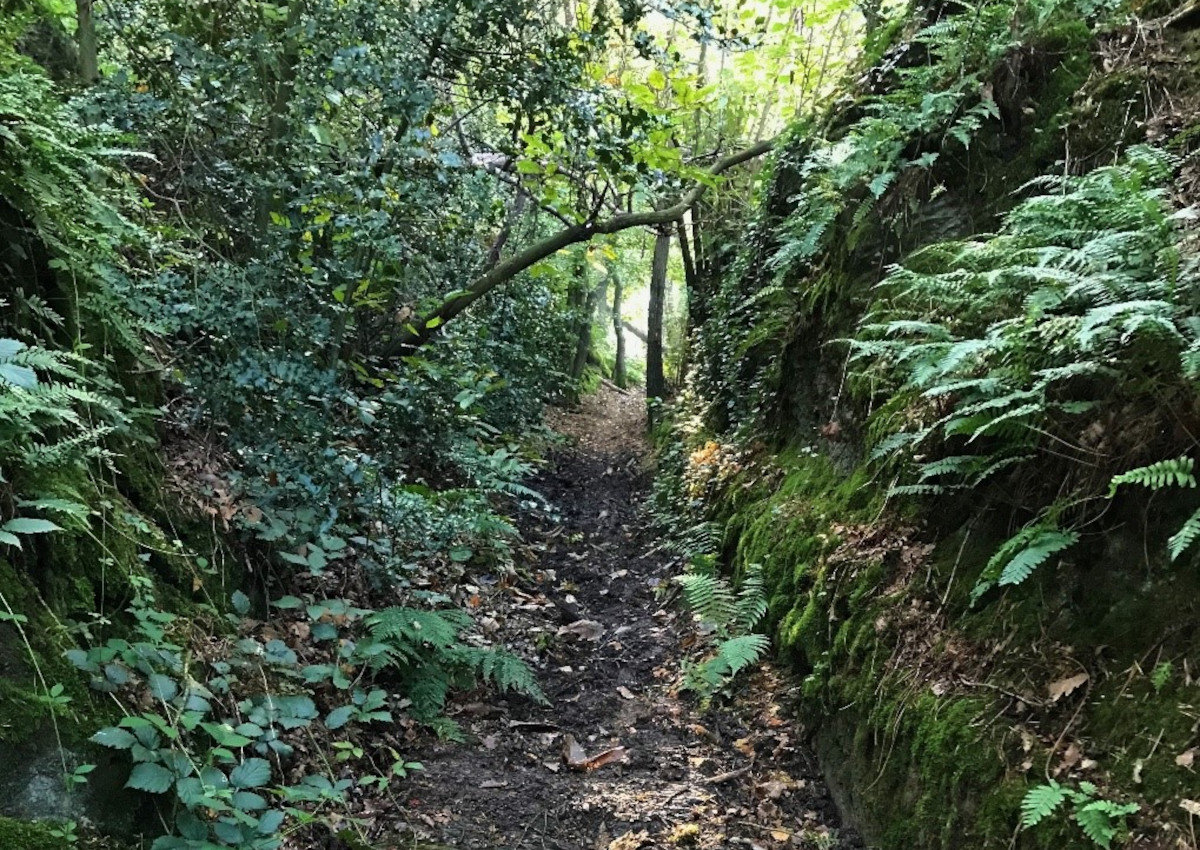 Wanderung ab Rheinbreitbach : "Eine Landschaft, eine Entstehung, zwei Naturparke"