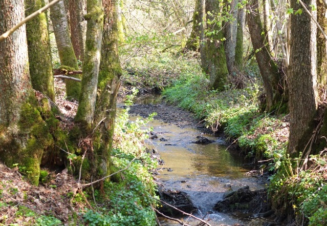 Natur-Projektwoche im Hassel-Wald