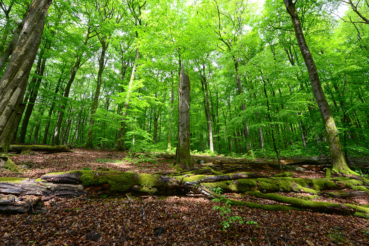 Umweltverband Naturschutzinitiative ldt zu Exkursion in Naturschutzgebiet ein