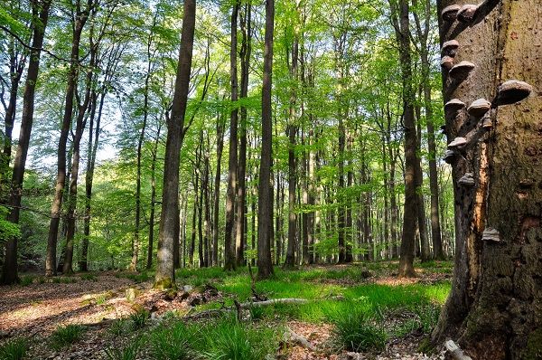 Erhaltet den Nauberg: Wald vor Basalt