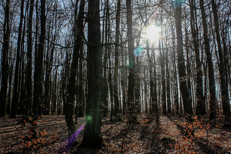 Naturschutzverbnde BUND und NI fordern Wald-Erhalt am Nauberg