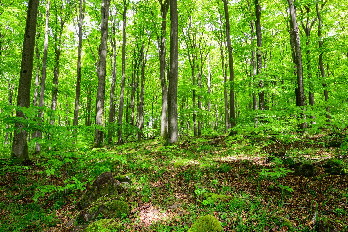 Frhling im zuknftigen Naturschutzgebiet Nauberg. (Foto: Harry Neumann)