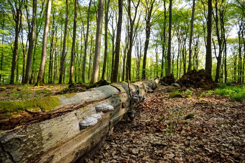 Totholz ist Leben: Abgestorbene Rotbuche (liegendes Totholz) im Naturwaldreservat Nauberg.
Fotos: Harry Neumann/NI