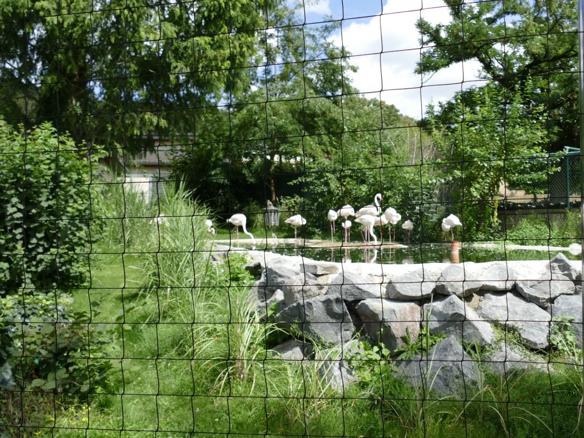 Umbauten im Zoo Neuwied: Verbesserte Lebensrume fr Flamingos und Schildkrten