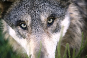 Knnen diese Augen lgen? Oder hat der Wolf nur ein Image-Problem? Nicole ist unsicher. (Symbolfoto)