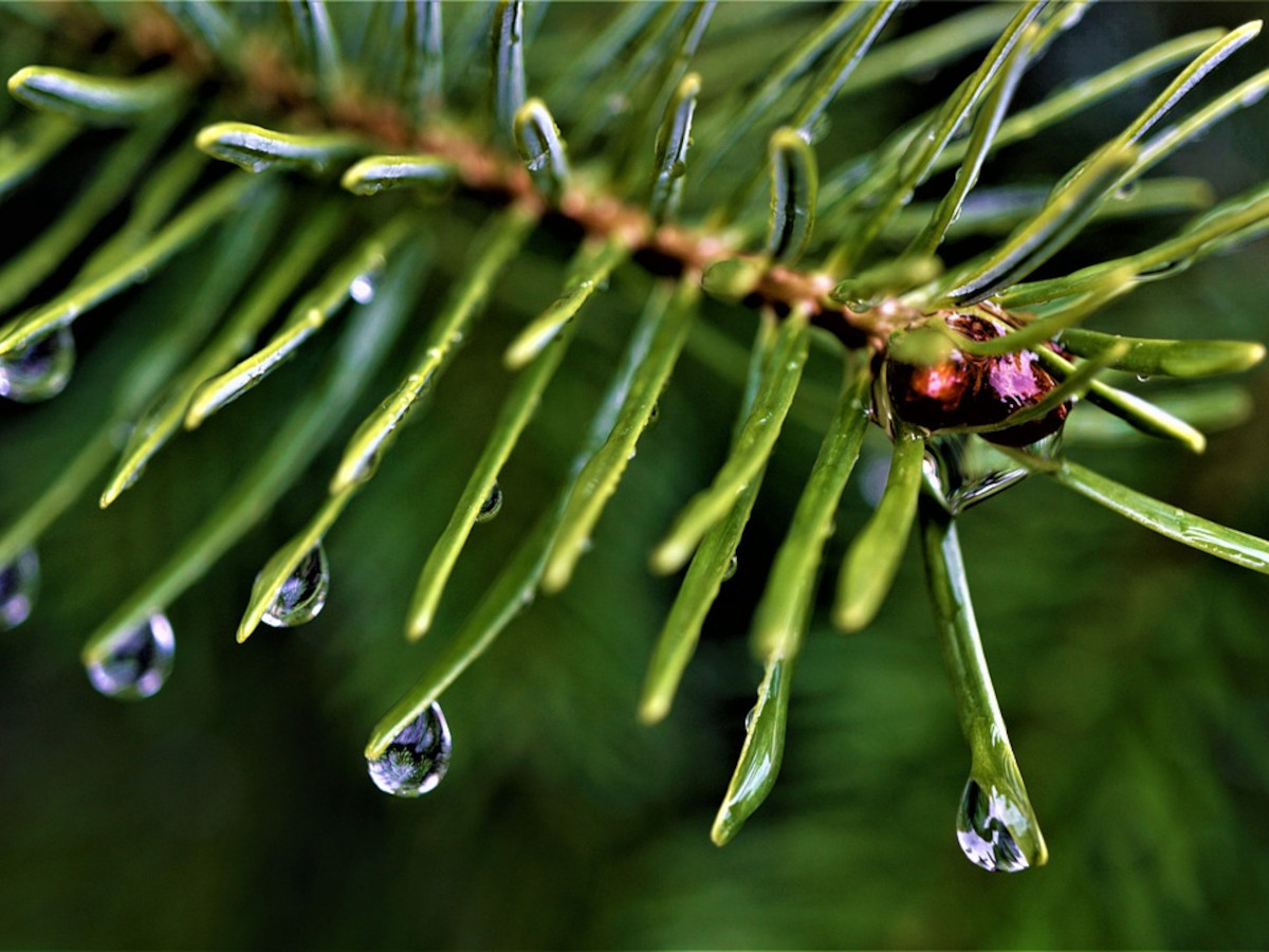 Nicole nrgelt - ber Weihnachtswetter als Umtauschware