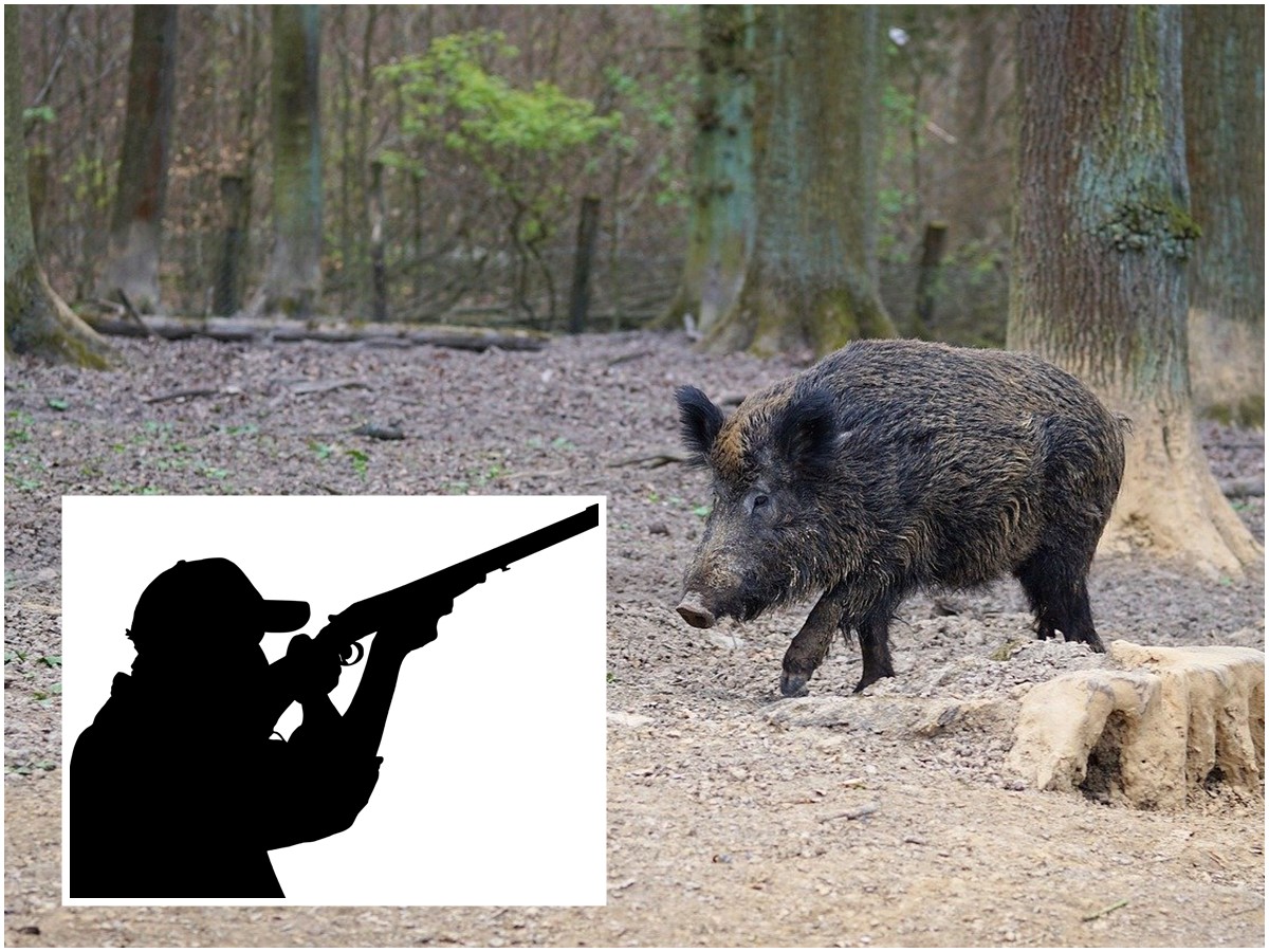 Nicole nrgelt - ber die Angst des Wildschweins vor der Drckjagd