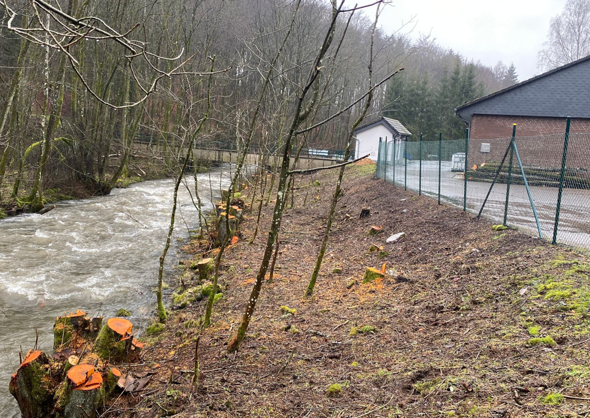 Entlang der Nister wurden rund 50 Bume gefllt. (Fotos: NABU Rennerod)