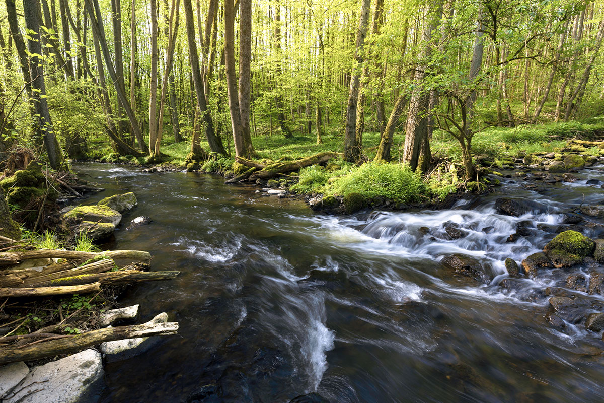 Oberlauf der Nister im Frhling. Fotos: Dipl. Geograf Frank Steinmann
