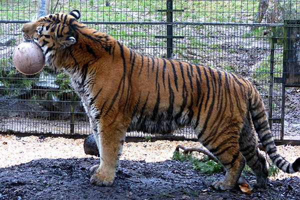 Den Duftball fand der Sibirischen Tiger klasse. Fotos: Zoo Neuwied
