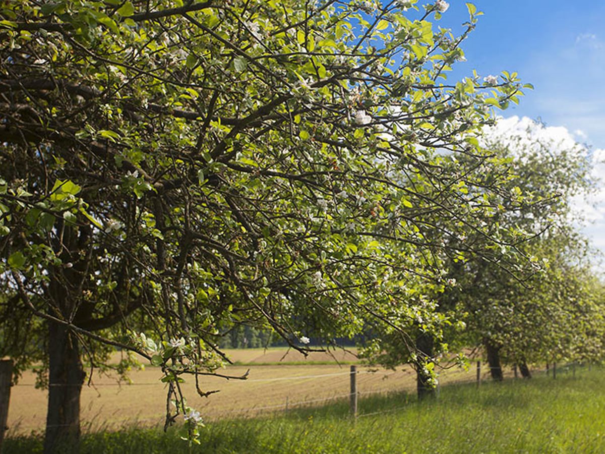 "Obstb�ume richtig schneiden": Seminar in der Obstplantage in Birken