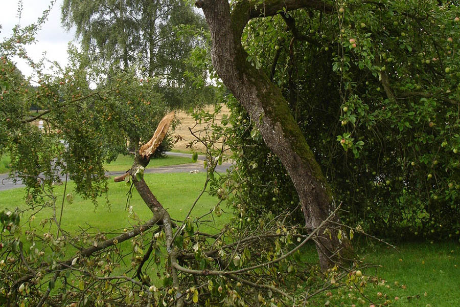Obstbume hngen brechend voll