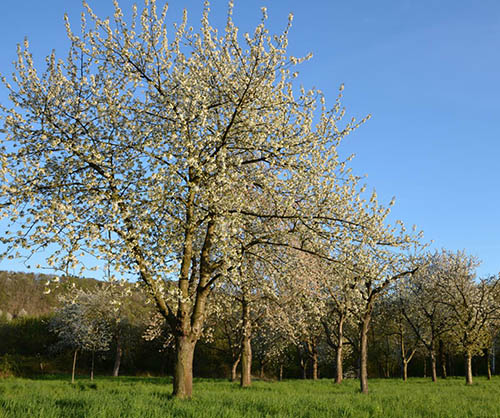 Obstwiesen  Artenvielfalt und wertvoller Lebensraum