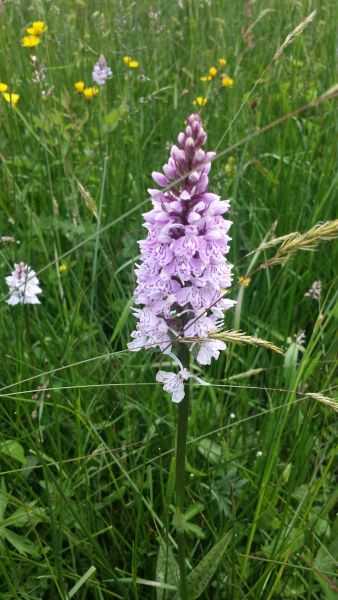 Mit dem NABU die heimische Orchideenvielfalt entdecken