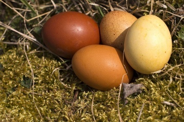 Frbung mit Naturfarben im Vergleich: Vorne links: Mit Kurkuma gefrbtes braunes Ei, rechts daneben weies Ei; hinten links: mit Kaffee gefrbtes braunes Ei, rechts daneben weies Ei. Foto: Helmi Tischler-Venter