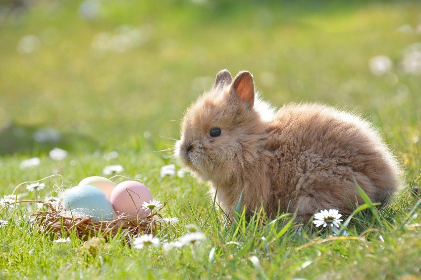 Kolumne Themenwechsel: Was hat der Hase mit Ostern zu tun?