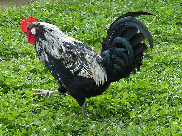 Bergischer Schlotterkamm-Hahn. Fotos: Zoo Neuwied