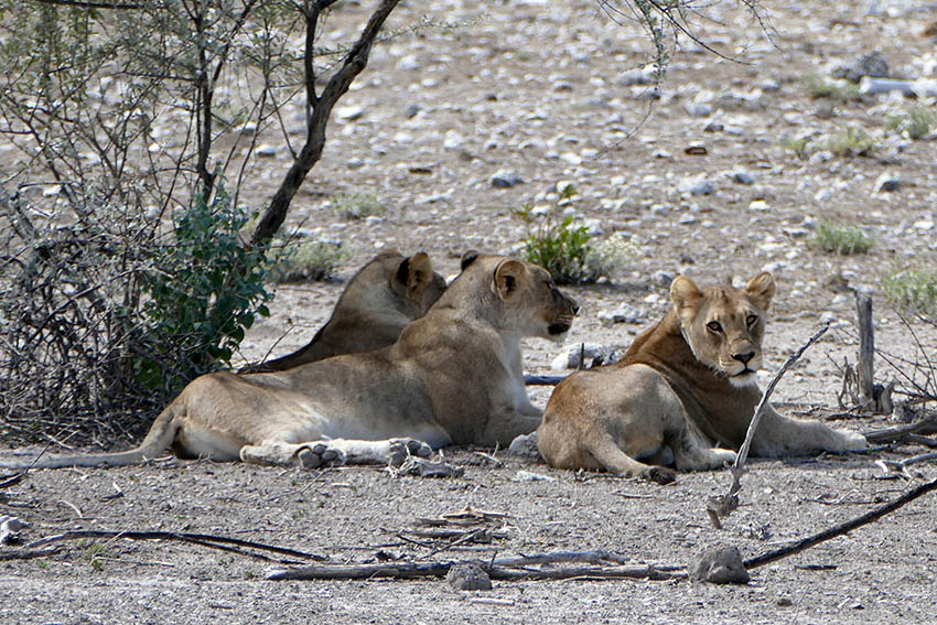 Namibia  faszinierendes Land der Kontraste