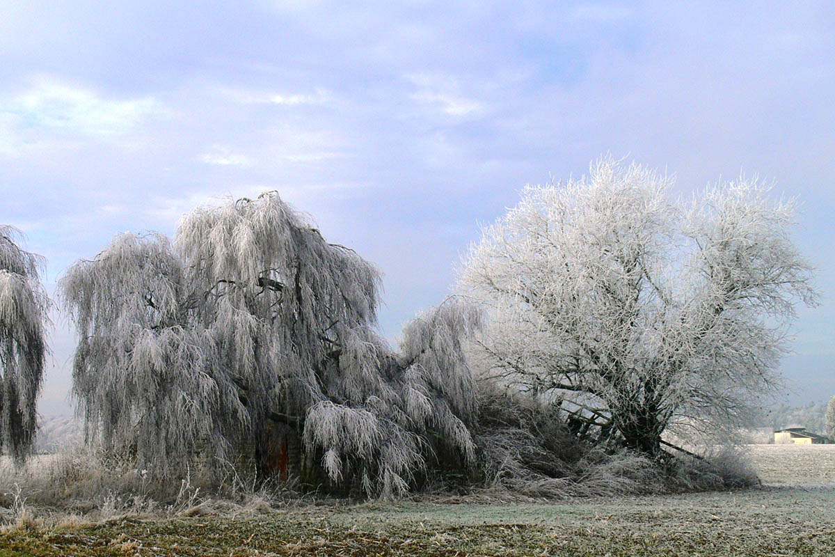 Am Wochenende wird es morgens Raureif im Westerwald geben. Foto: Rockenfeller