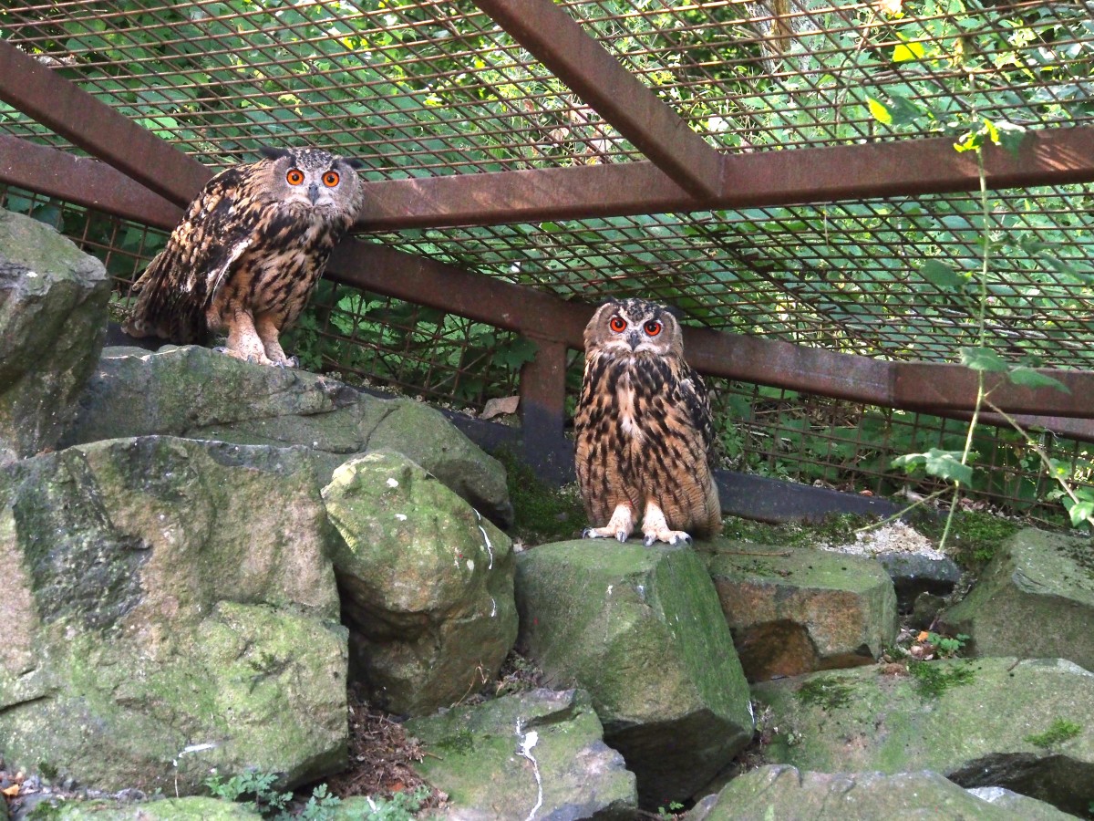 Aufmerksam beobachtet Uhu-Mutter Grete, ob Wolli (rechts) auch keine Gefahr droht. Foto: Tatjana Steindorf
