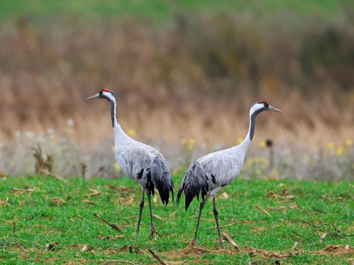 Symbolbild (Foto: Pixabay)