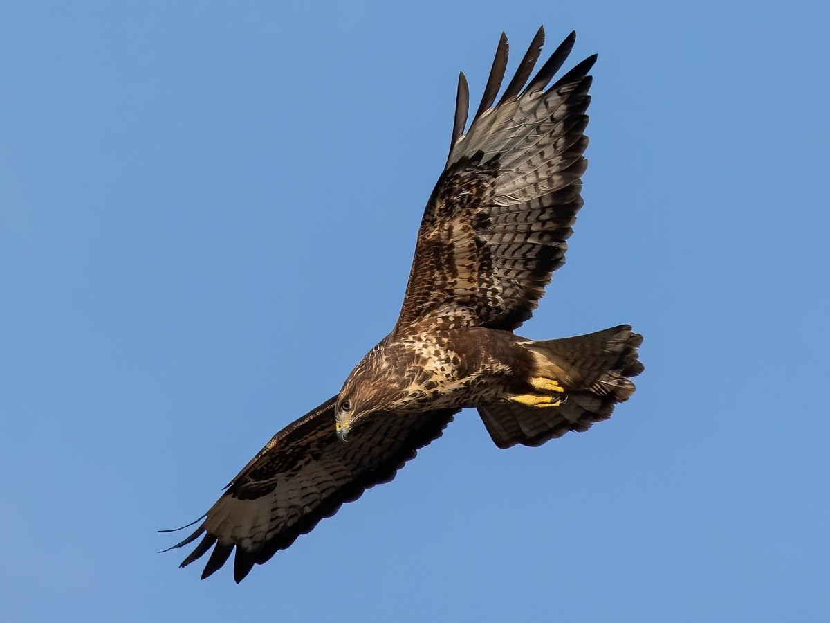M�usebussard kollidiert mit Pkw auf der A3