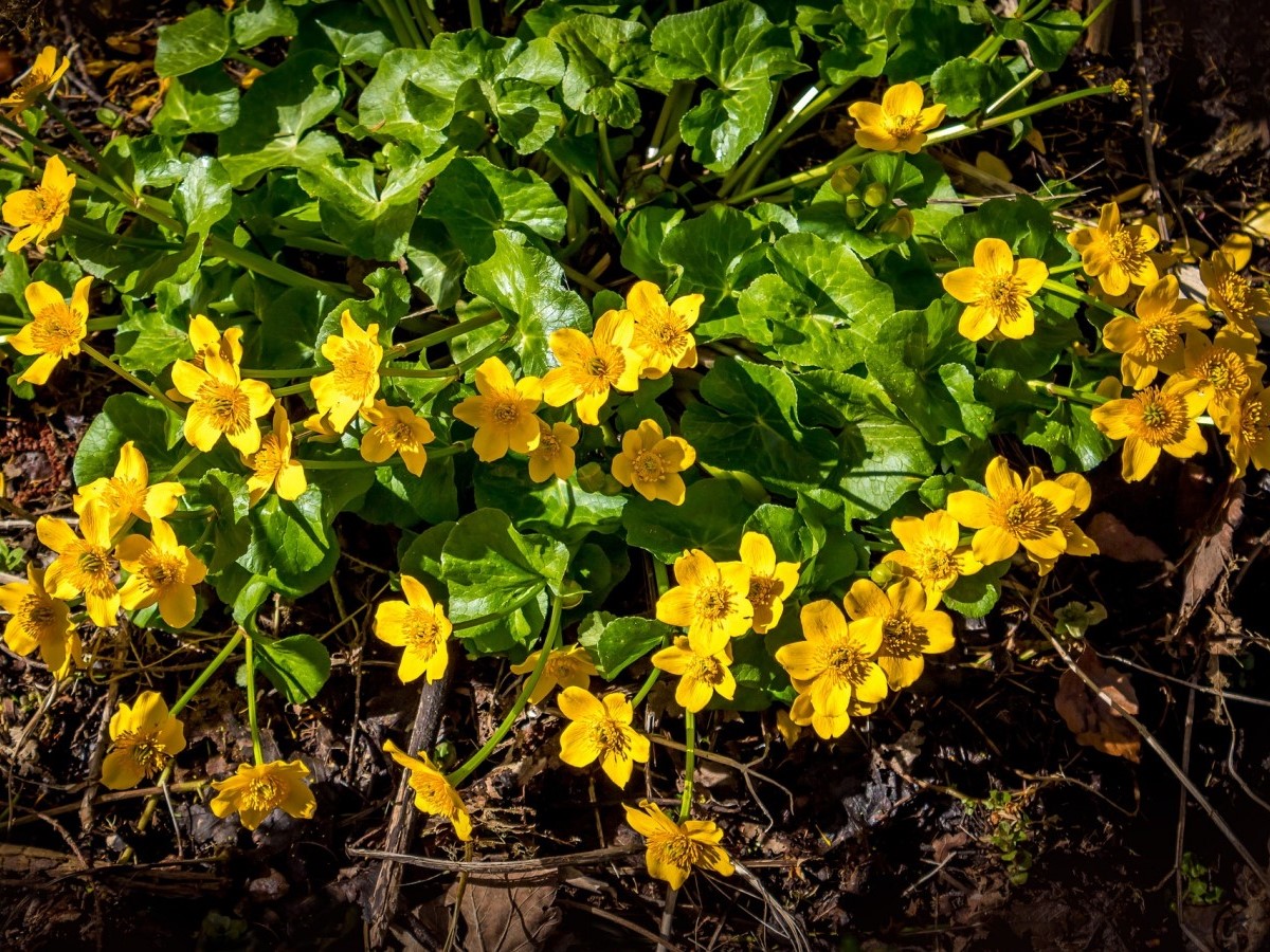 Sumpfdotterblumen-Wiese findet feuchten Lebensraum auf DBU-Naturerbeflche Stegskopf