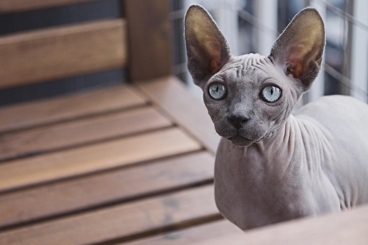 Oberverwaltungsgericht best�tigt Kastration von Canadian Sphynx-Katzen wegen Qualzucht