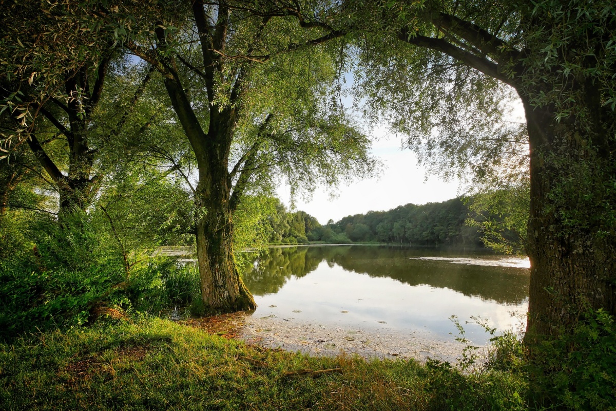 Waldspaziergang um die Landshuber Weiher: Wie der Klimawandel die Forstwirtschaft verndert