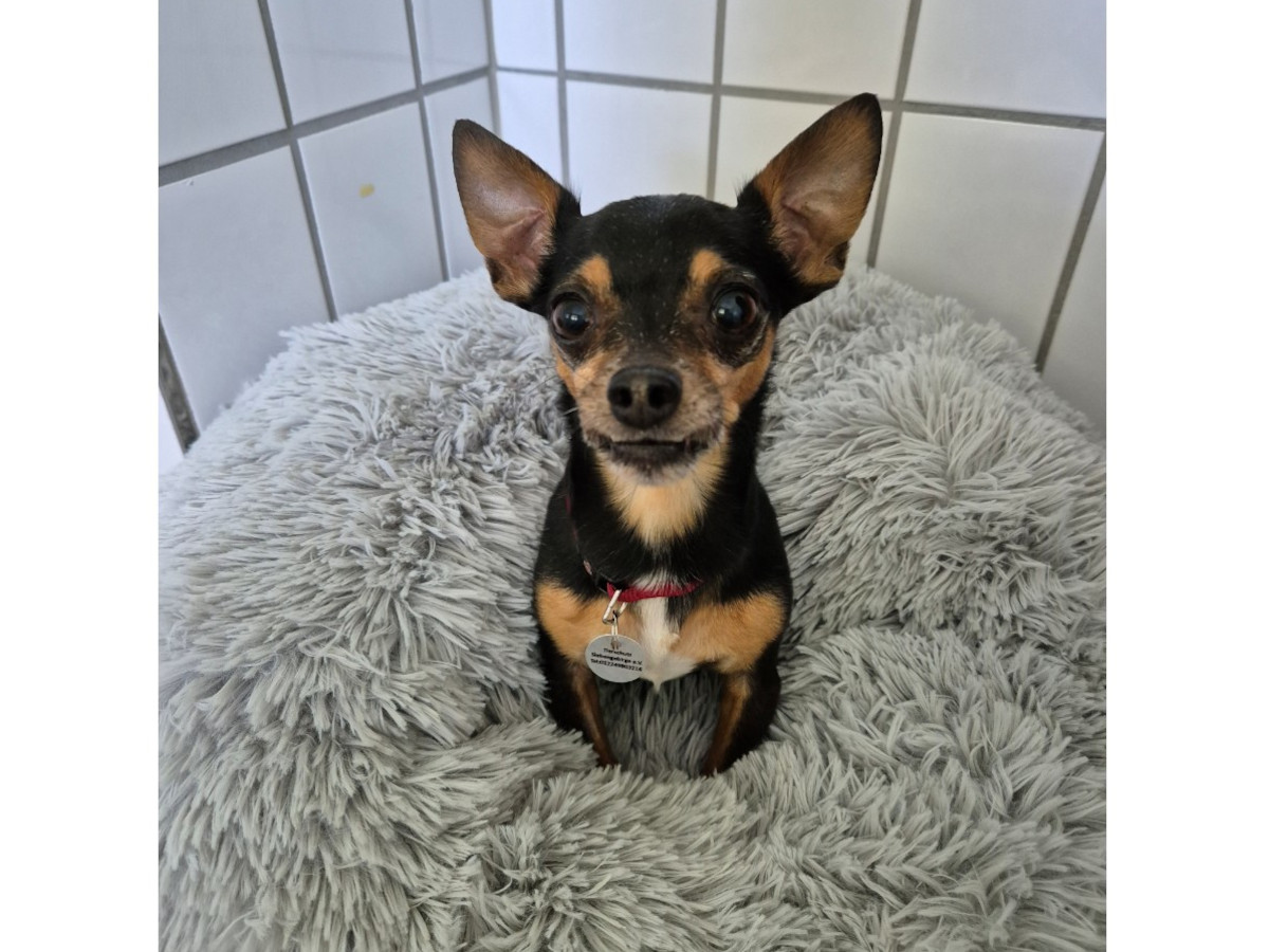 Trotz schlechter Erfahrungen mit Menschen zeigt Pino, dass er ein freundlicher und bezaubernder Hund ist. (Fotos: Tierschutz Siebengebirge, Antje Firmenich)