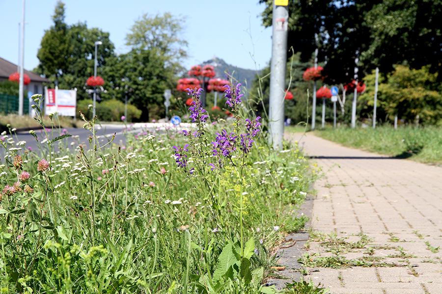 Ein reichhaltiges Angebot fr Insekten bietet derzeit der Blhstreifen an der Linzer Strae, den der Fachdienst Umwelt und Stadtgrn der Stadt Bad Honnef angelegt hat. Foto: Stadt Bad Honnef