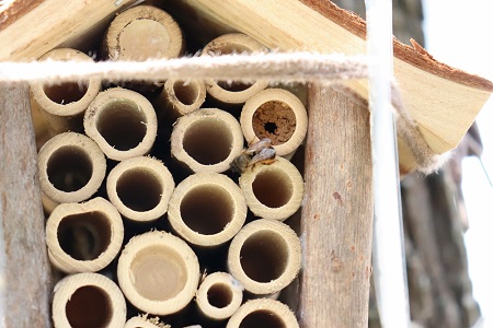 Um den Klimawandel und das Insektensterben im Westerwald geht es beim Infoabend am 4. Juni im Stadthaus Selters. (Foto: FWG VG Selters)