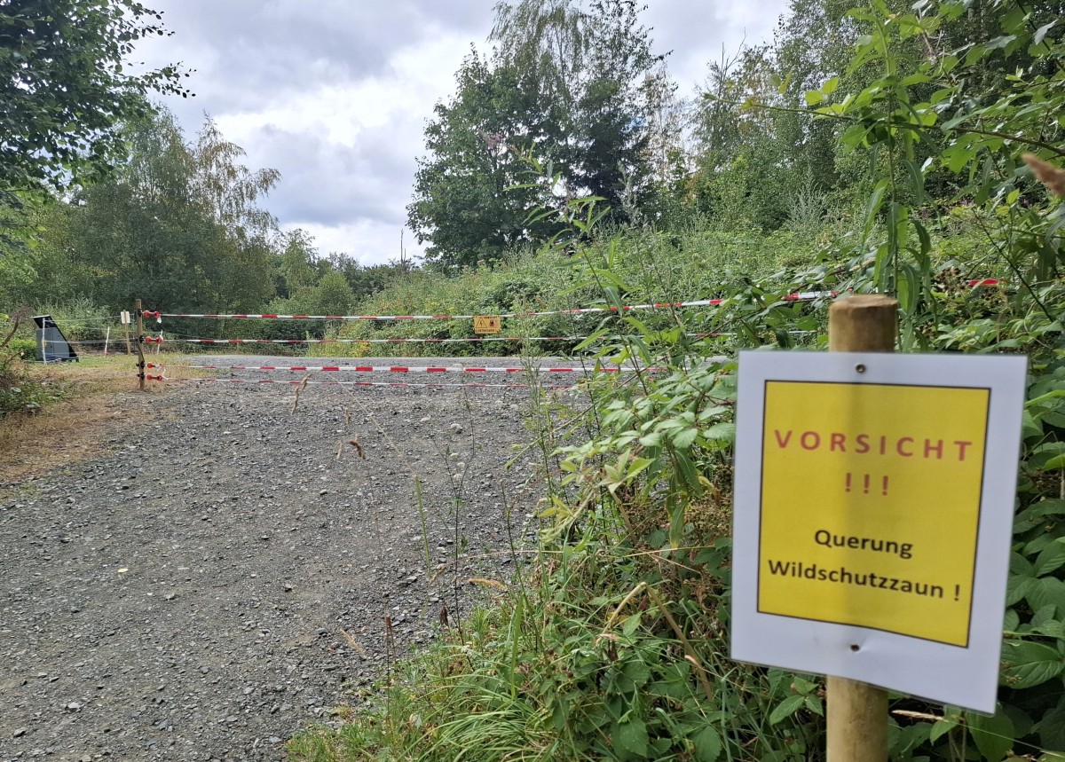 An manchen Stellen war nicht zu vermeiden, dass der Elektrozaun auch gut frequentierte Wanderwege kreuzt, wie hier im Giebelwald oberhalb von Mudersbach. (Foto: Kreisverwaltung/Thorsten Stahl)