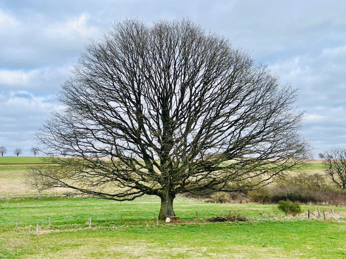 Alte Eiche in der Weiherbach (Fotos: Kreisverwaltung/Thorsten Stahl)