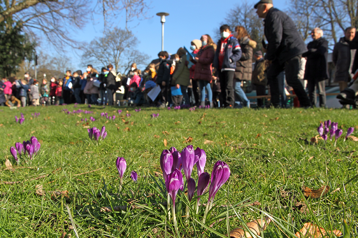 Im Stadtgarten blhen dieser Tage die Krokusse. Vergangenen Freitag haben mehr als 400 Grundschler die Bltenpracht beim Krokusfest 2022 bestaunt. Foto: Stadt Bad Honnef