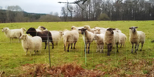 Westerwaldkreis erteilt keine Genehmigung zum Schchten