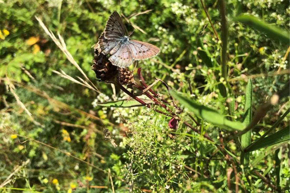 Heller Wiesenknopf-Ameisenbluling (Maculinea teleius). Foto: SNU