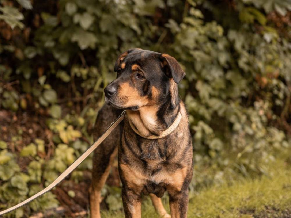 Leo sucht ein tolles Zuhause  fr immer raus aus dem Tierheim