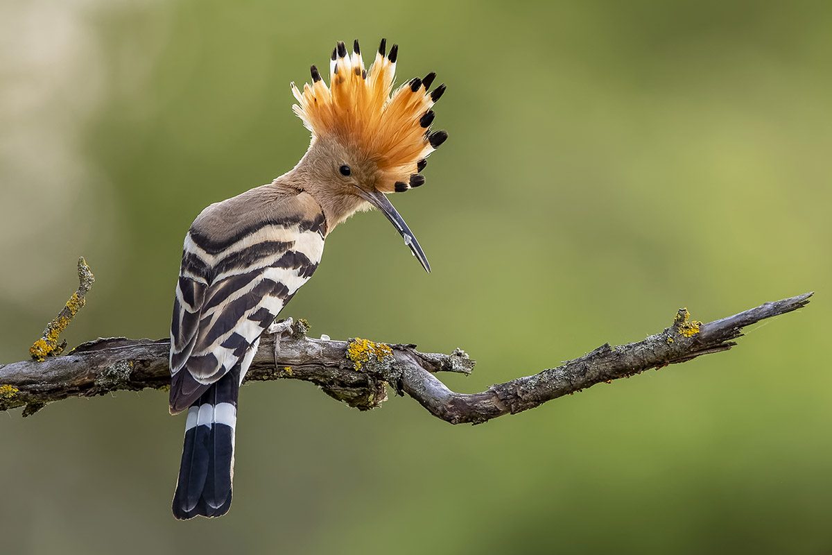 Hup, Hup, Hurra: Der Wiedehopf ist der Vogel des Jahres 2022