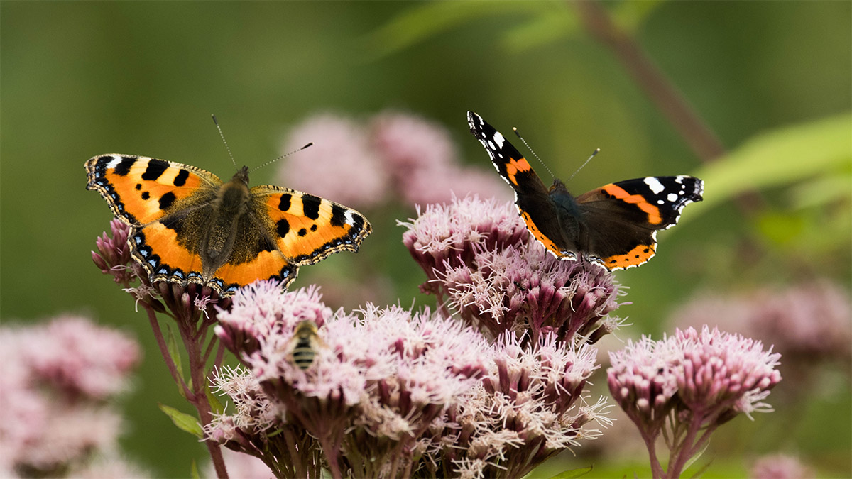 Wildblumen sen fr mehr Artenvielfalt