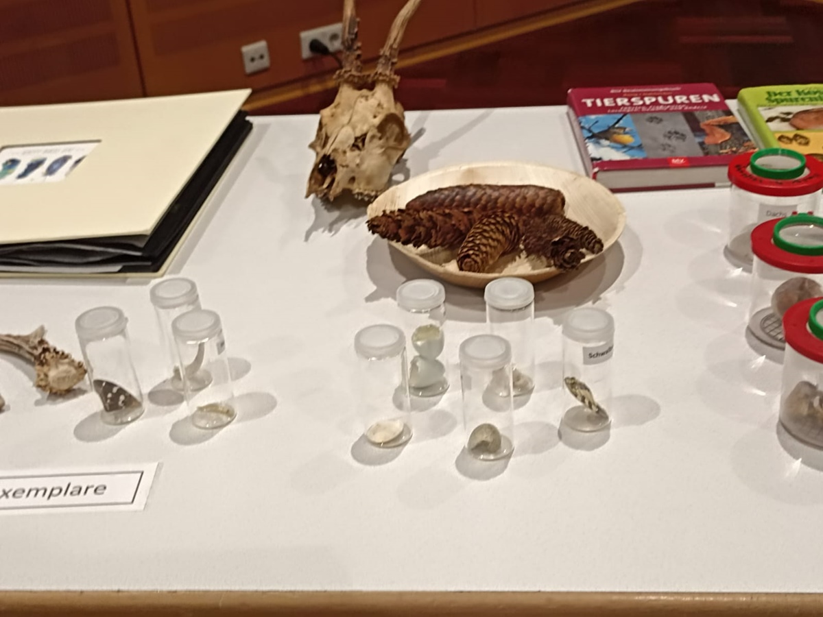 Die gesammelten Tierspuren wurden nach dem Vortrag begutachtet. (Foto: Nabu Rennerod)
