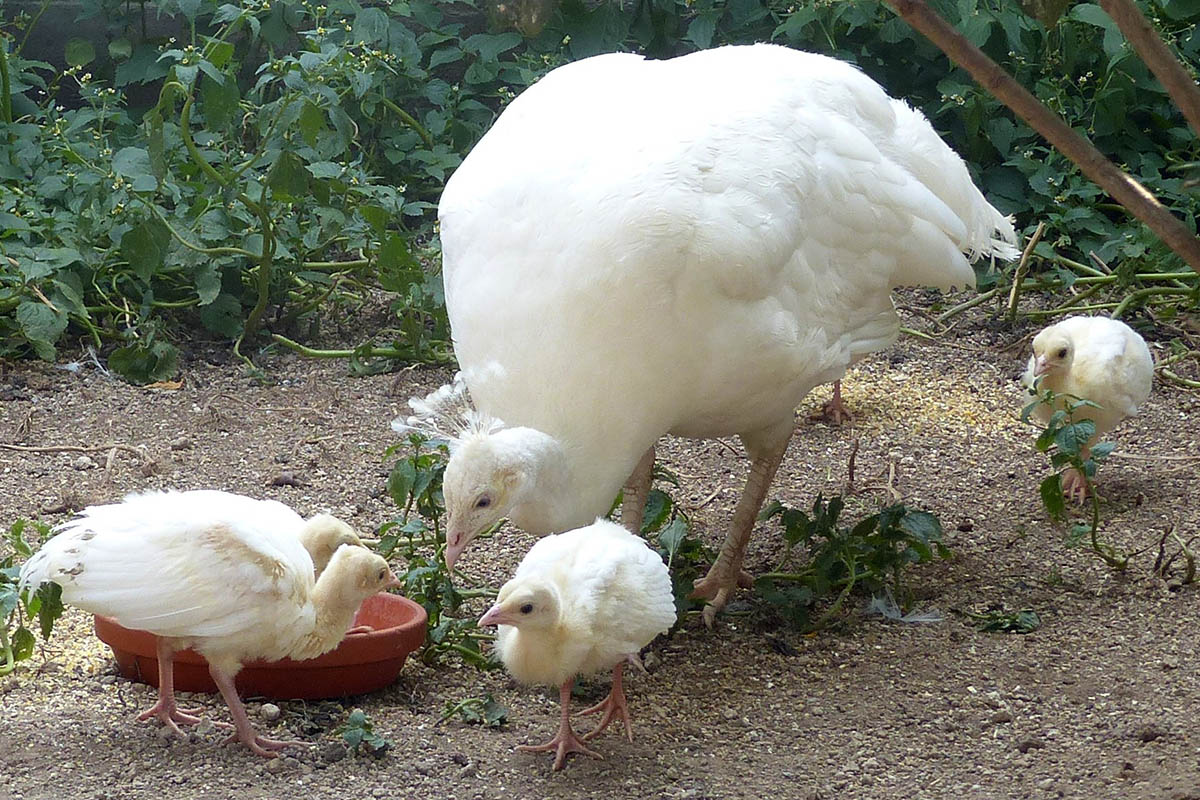 Zoo Neuwied: Nachwuchs bei den weien Pfauen