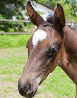 Das Pferd ist ein Fluchttier. Symbolfoto