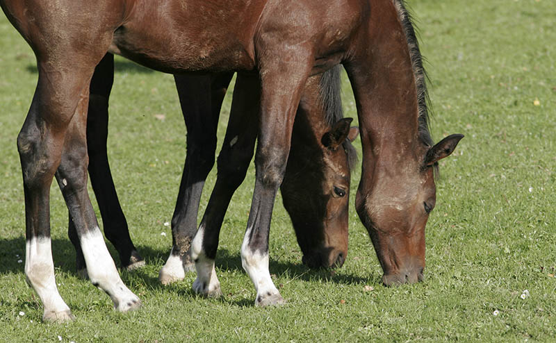 Entlaufenes Pferd beschdigt PKW und verletzt sich schwer